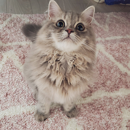 カーペットの上で見上げるマリーちゃん