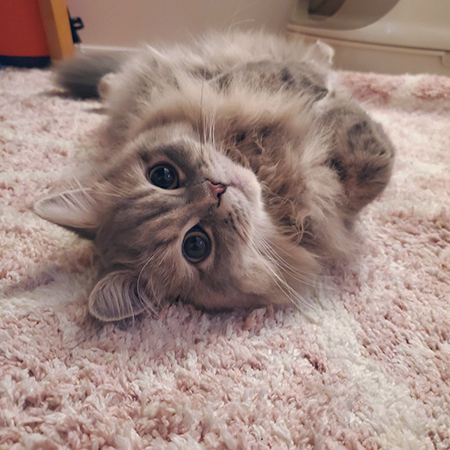 ころがるマリーちゃん