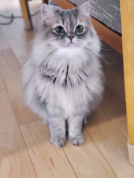 おててをそろえて座るマリーちゃん