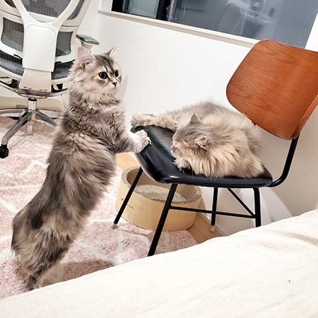 縦長ムギちゃんと寝るマリーちゃん