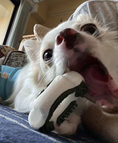 チワワお顔アップ