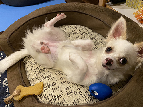 おなか見せチワワ