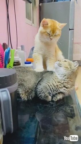 「Golden Cat Massages Friend || ViralHog」