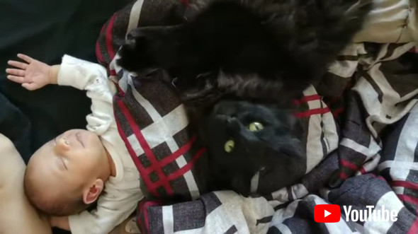 赤ちゃんが大好きな黒猫