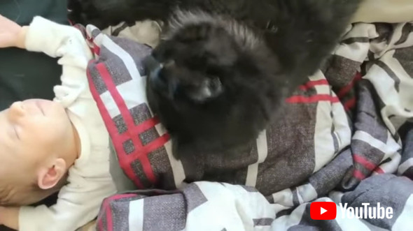 赤ちゃんが大好きな黒猫