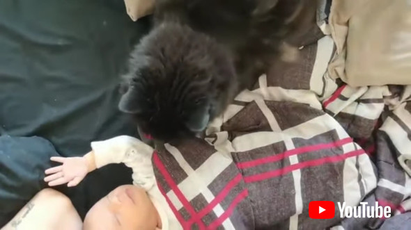 赤ちゃんが大好きな黒猫