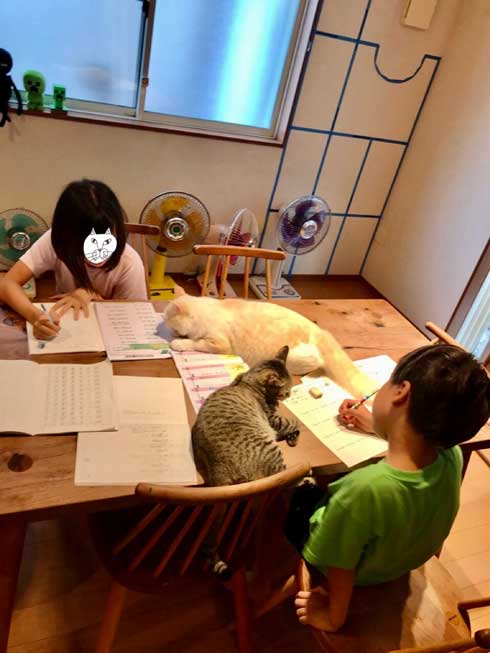 猫吸いで癒やす小学生