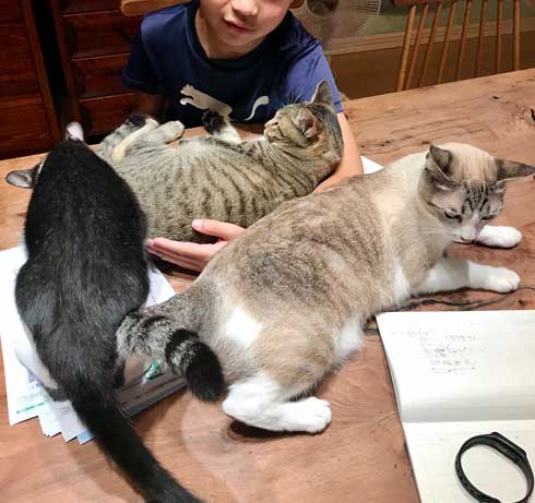 疲れたら 猫 吸う 子ども 勉強 宿題 猫吸い