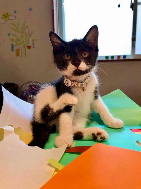 疲れたら 猫 吸う 子ども 勉強 宿題 猫吸い