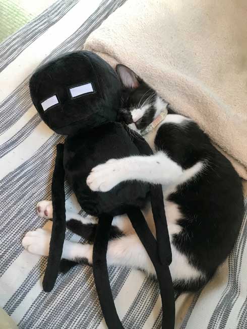 疲れたら 猫 吸う 子ども 勉強 宿題 猫吸い