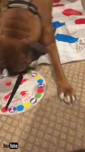 「Doggy Plays Twister by His Own Rules || ViralHog」