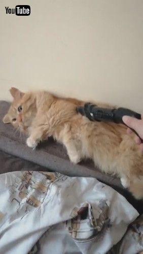 「Kitty Enjoys Getting Groomed by Vacuum || ViralHog」