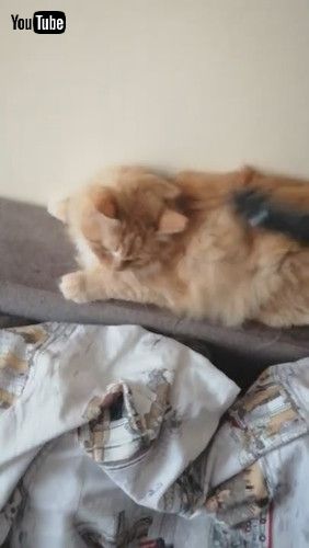 「Kitty Enjoys Getting Groomed by Vacuum || ViralHog」