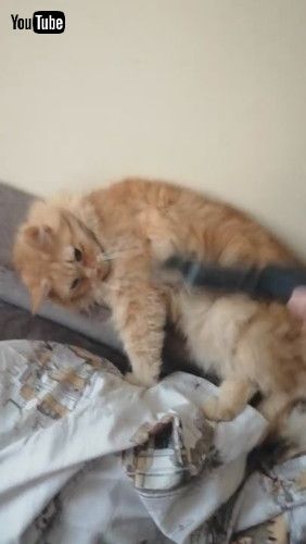 「Kitty Enjoys Getting Groomed by Vacuum || ViralHog」