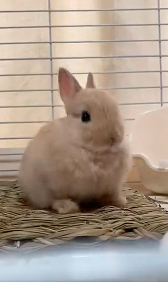 きなこ（呟き主：とん）さん