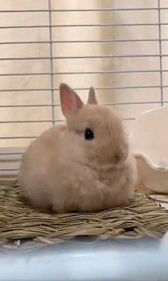 きなこ（呟き主：とん）さん