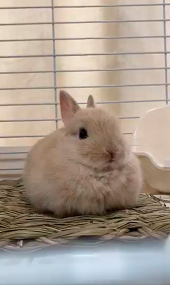 きなこ（呟き主：とん）さん