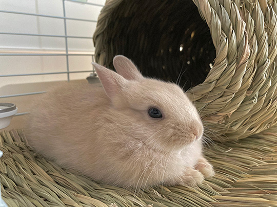 きなこ（呟き主：とん）さん