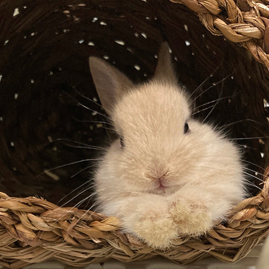 きなこ（呟き主：とん）さん