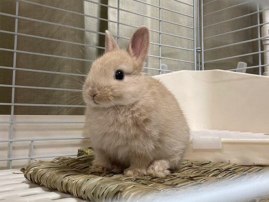 きなこ（呟き主：とん）さん