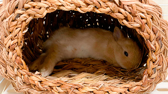 きなこ（呟き主：とん）さん