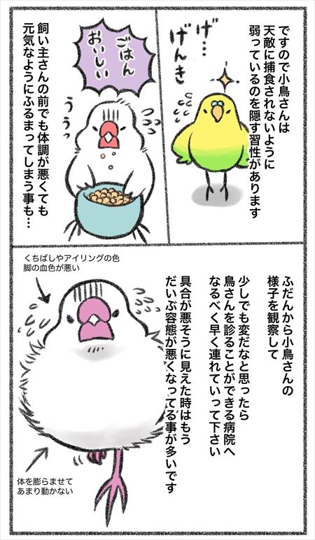小鳥さんをお迎えする前に2