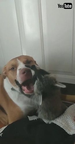 「Raccoon Cuddles Its Canine Friend || ViralHog」