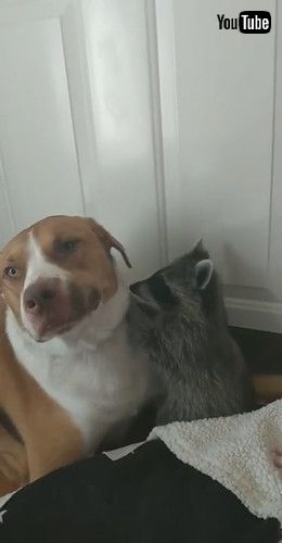 「Raccoon Cuddles Its Canine Friend || ViralHog」