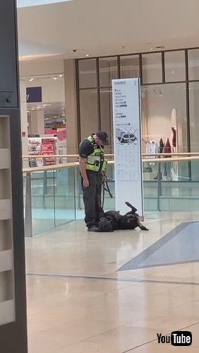 「Working Dog Takes a Play Break || ViralHog」