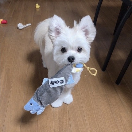 ぽんたくん
