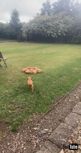 「Puppy Rushes To Join Cuddle Puddle || ViralHog」