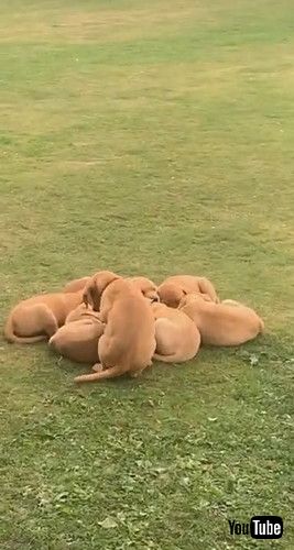 「Puppy Rushes To Join Cuddle Puddle || ViralHog」