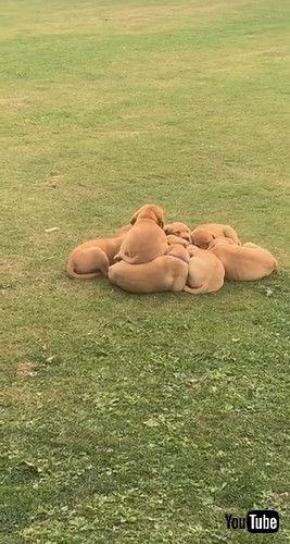 「Puppy Rushes To Join Cuddle Puddle || ViralHog」