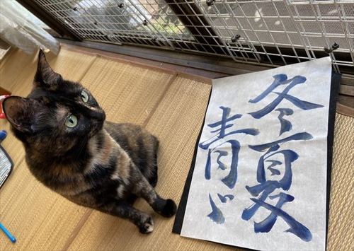 猫