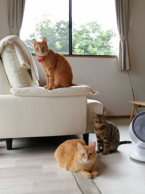 新生活 引っ越し 一番嬉しかったこと 猫吸い 喫ニャン所