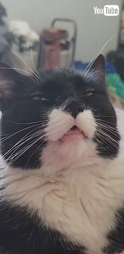 「Cat Reaches New Level of Chill || ViralHog」