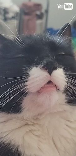 「Cat Reaches New Level of Chill || ViralHog」