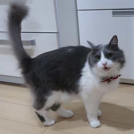いーくん