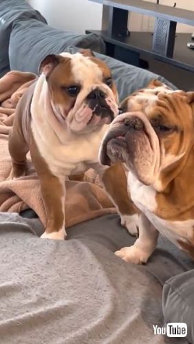 Bulldog Brothers