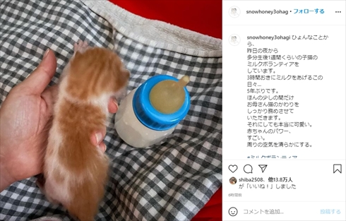 石田ゆり子 ミルクボランティア 子猫 保護猫 インスタ