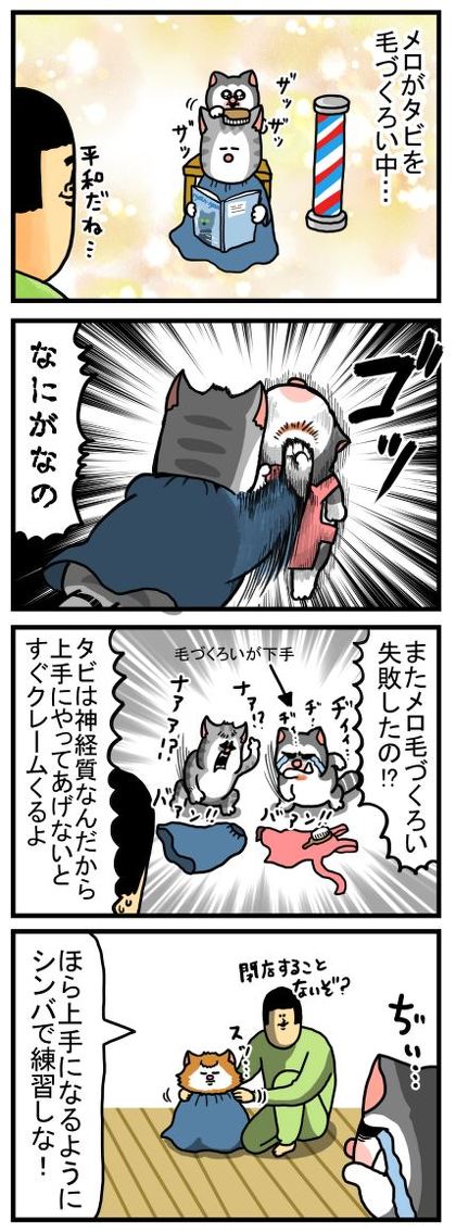 猫
