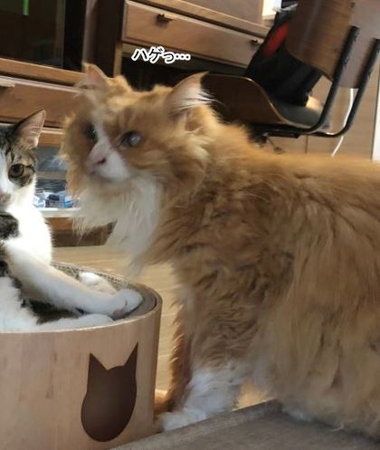 猫