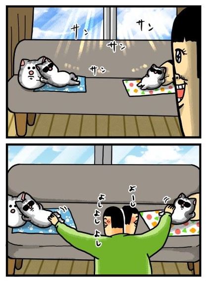 猫