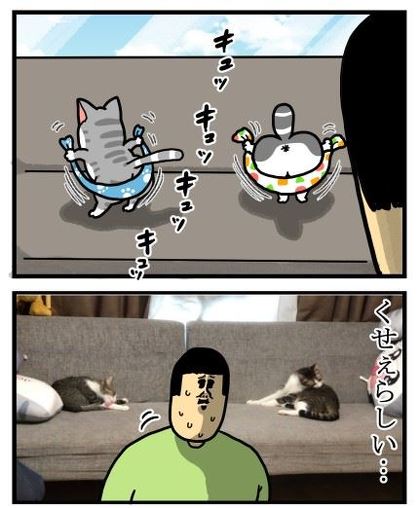 猫