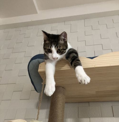 猫