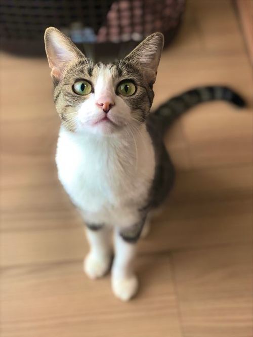 猫