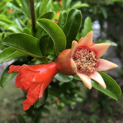 植物学者たちがゲームをしたら