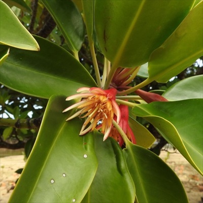 植物学者たちがゲームをしたら