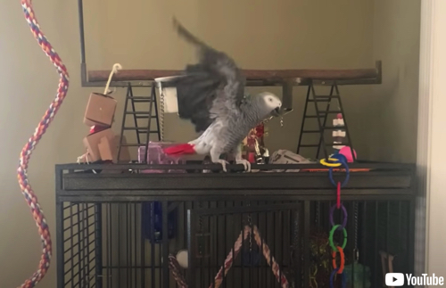 猫を罵倒するヨウム