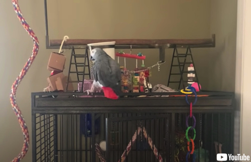 猫を罵倒するヨウム